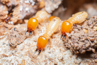 Termite Control in your area