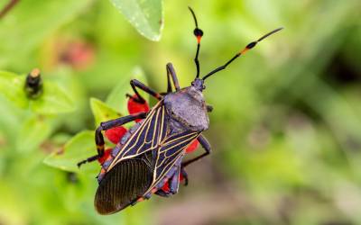 A kissing bug on a plant in a residential yard