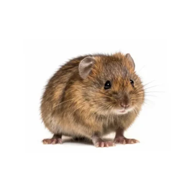 A meadow vole isolated on white background