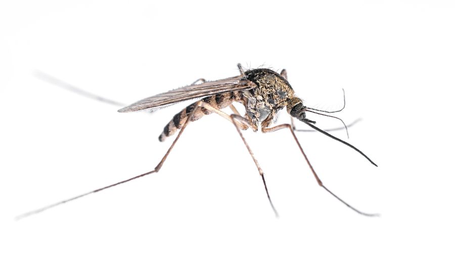 What do mosquitoes look like?