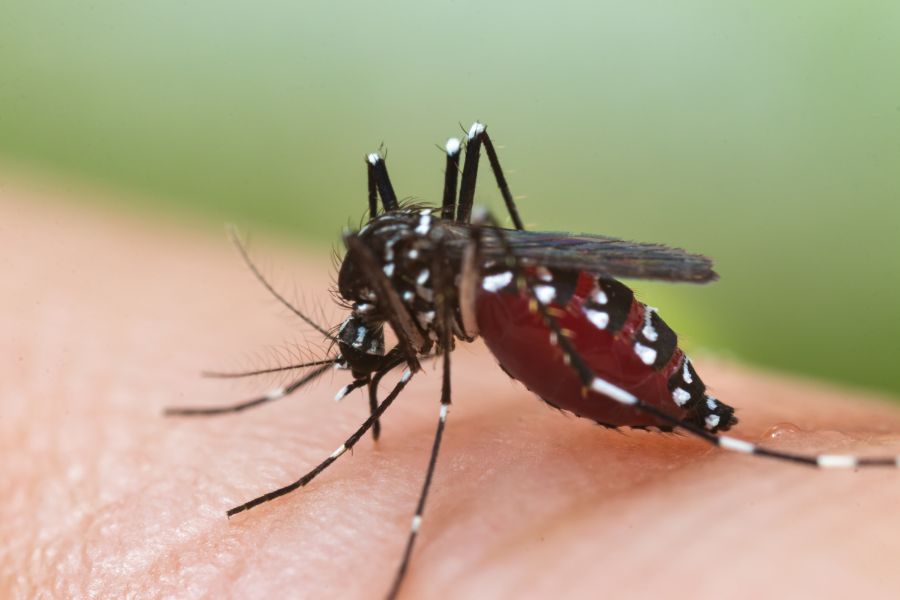 Can mosquitoes transmit HIV or AIDS?