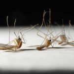 What is the lifespan of a mosquito?