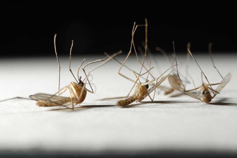 What is the lifespan of a mosquito?