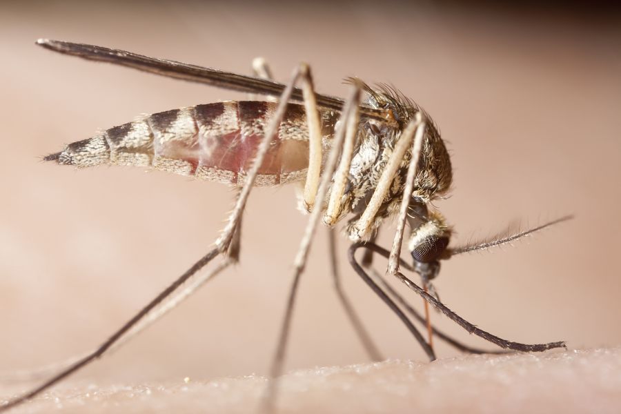 What diseases do mosquitoes spread?