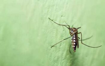 Mosquito spotted in Baton Rouge LA - Ja-Roy Pest Control