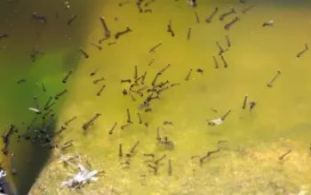 mosquito larvae in louisiana in stagnant pond