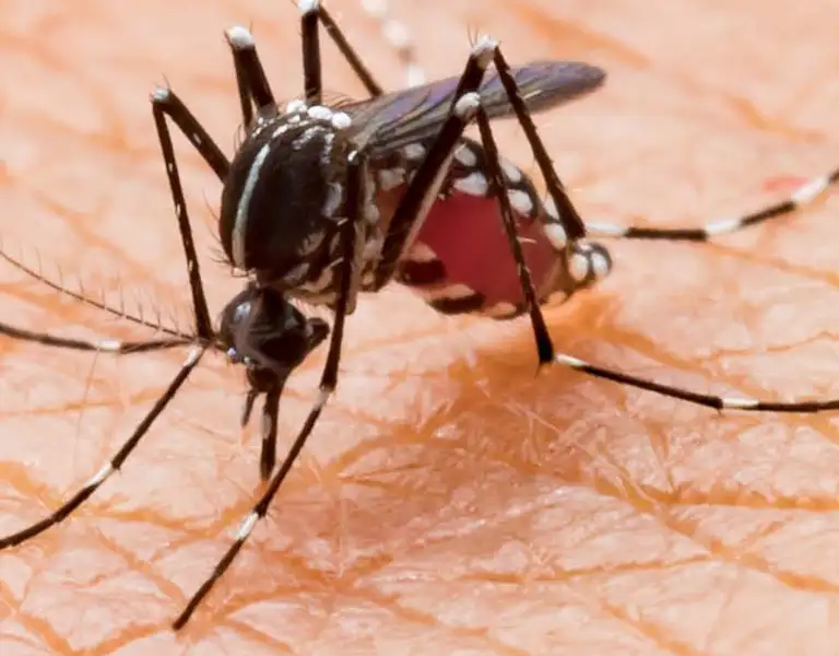 Closeup of a mosquito biting a person's hand - Ja-Roy Pest Control serving Baton Rouge & Covington