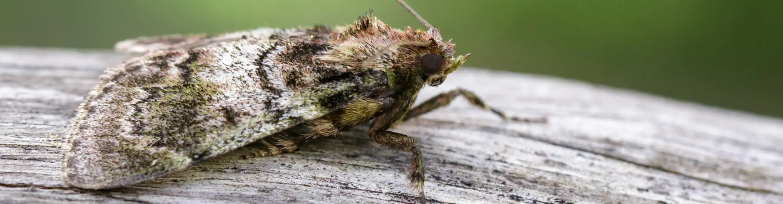 Closeup of a moth sitting on wood - Ja-Roy Pest Control serving Baton Rouge & Covington