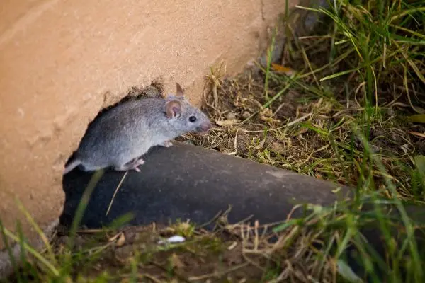 A mouse crawling out from a hole on the side of a building - Keep pests away form your home wiht Ja-Roy Pest Control in Louisiana