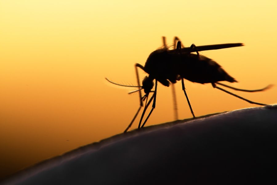 Are mosquitoes attracted to light?
