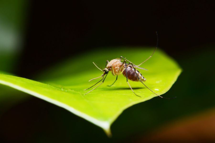 What do mosquitoes eat?