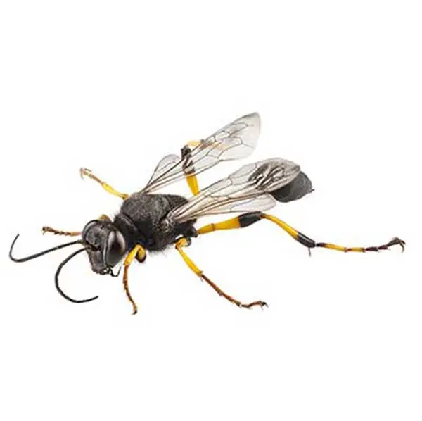 Mud Dauber on White Background