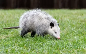 opossum rooting around in louisiana yard