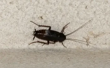 oriental cockroaches like this are easily mistaken for water bugs in louisiana