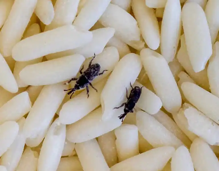 Closeup of Rice Weevils crawling over rice grains - Ja-Roy Pest Control serving Baton Rouge & Covington