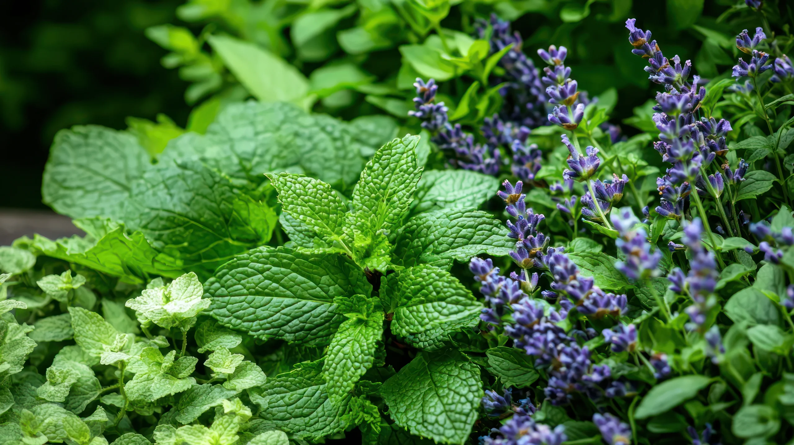 Plants That Naturally Prevent Ants in your area