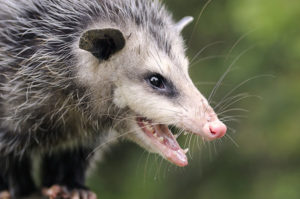 Opossum Trapping & Removal in your area