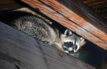 Are Raccoons Dangerous  in Your Home in your area