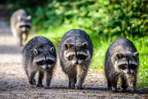 Raccoon Trapping & Removal in your area
