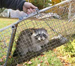 humane wildlife trapping service
