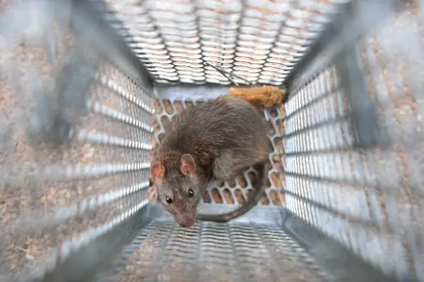 A brown rat caught in a rodent trap - Keep rodents away from your home with Ja-Roy Pest Control in Louisiana