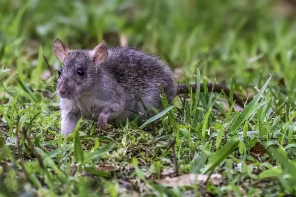 A gray rat crawling in a lawn - Keep rodents away from your home with Ja-Roy Pest Control in Louisiana