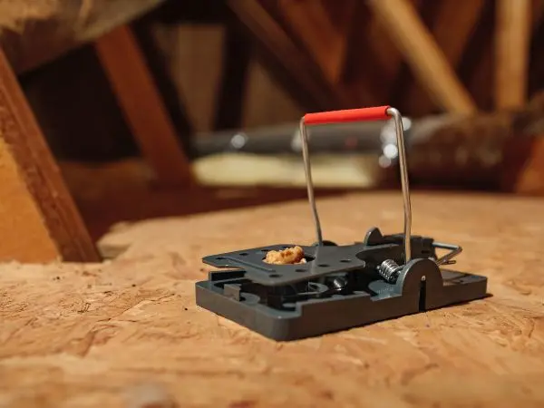 A mouse trap in the attic of a home - Keep pests away from your home with Ja-Roy Pest Control in Louisiana