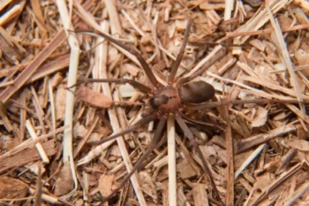 Close-up of a brown recluse spider resting on dry organic debris and straw.