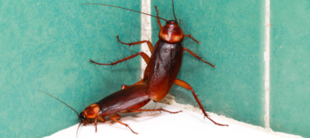 Roaches are a common household pest in Louisiana - Ja-Roy Pest Control