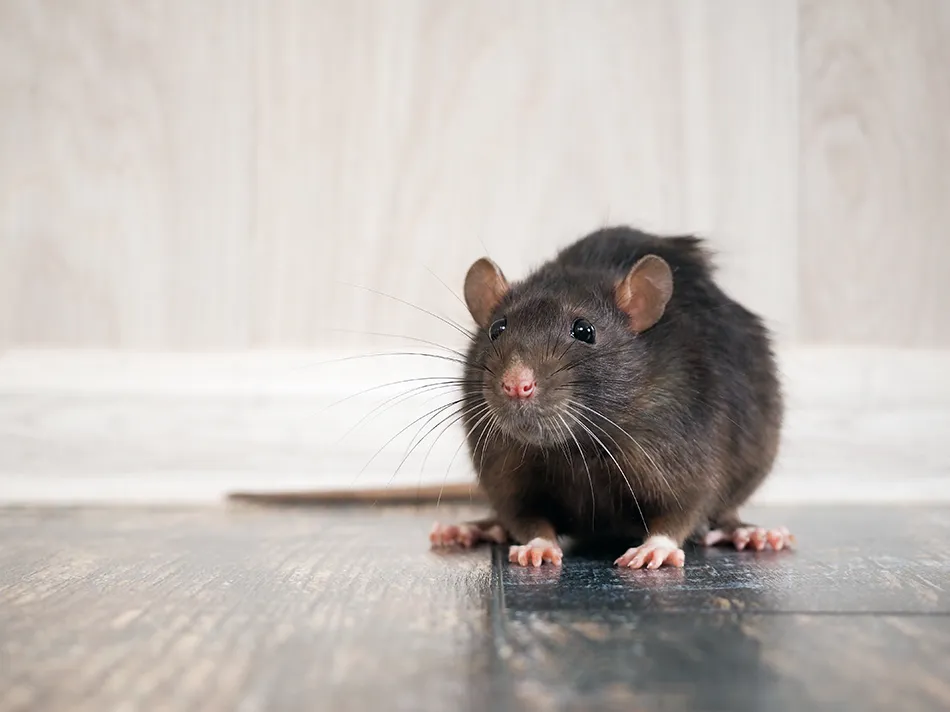 Rodent in residential home scratching wooden floors.