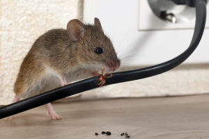 rodent extermination service