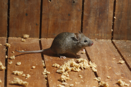 Rat or Mouse Identification in your area