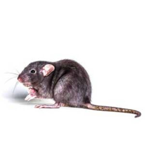 Roof Rat in Louisiana - Ja-Roy Pest Control