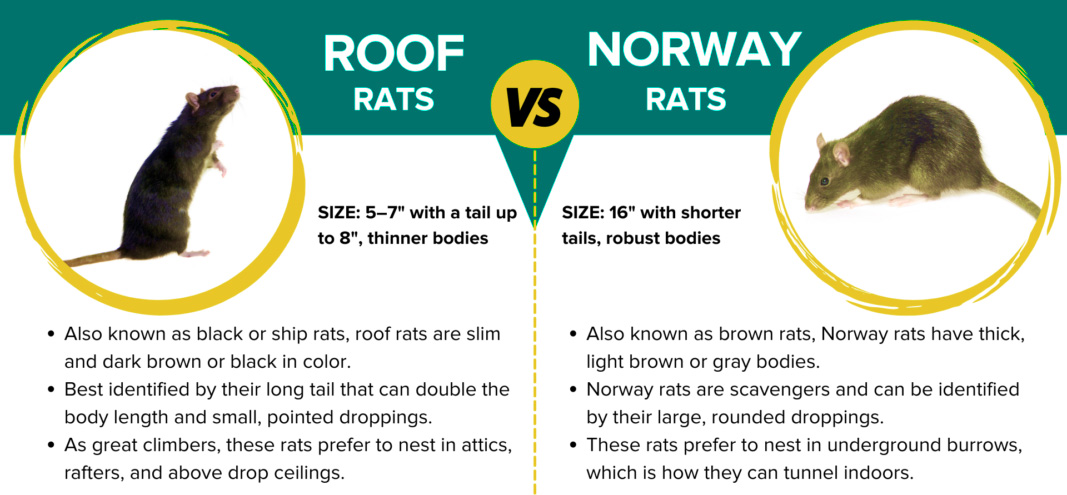 Roof rat vs Norway rat infographic