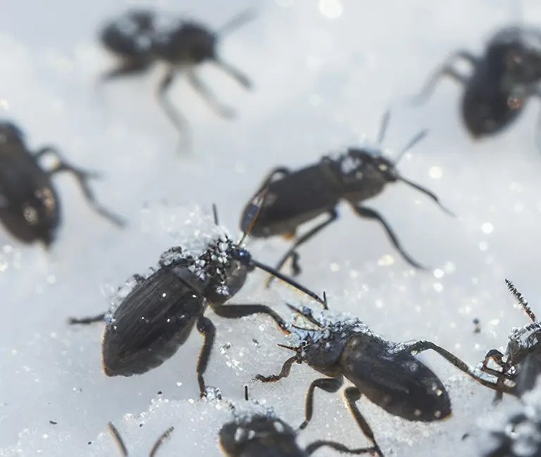 Bugs crawling in a pile of sugar