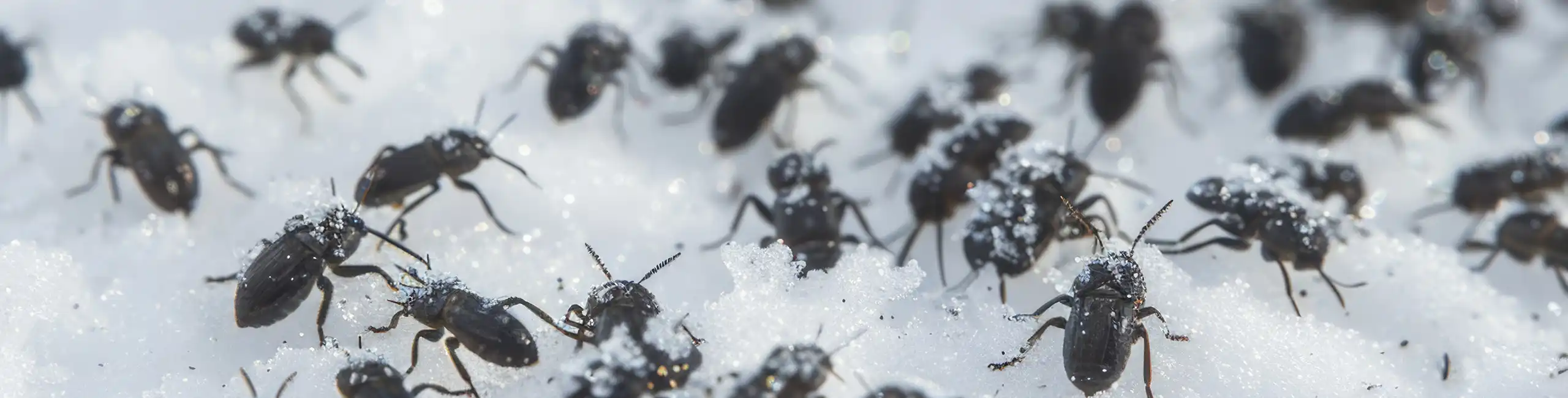 Bugs crawling in the snow