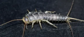 close up of silverfish in louisiana home in defensive posture
