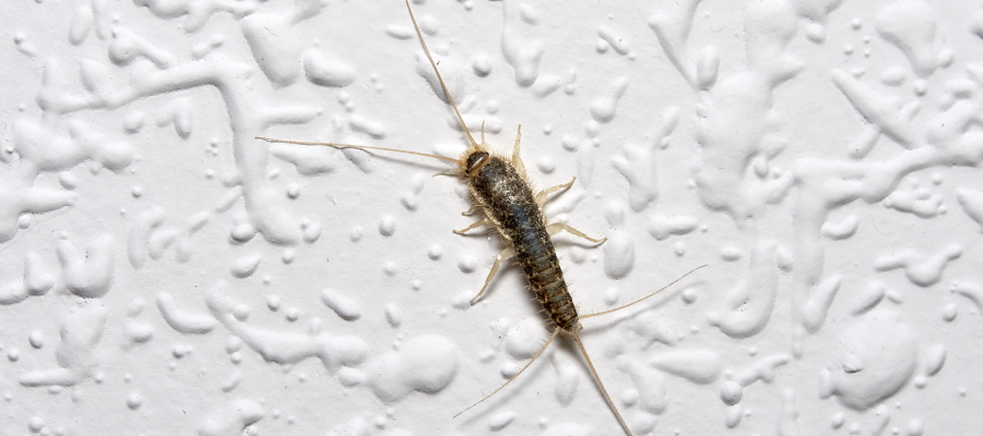 Where Do Silverfish Come From? - Ja-Roy Pest Control - Pest