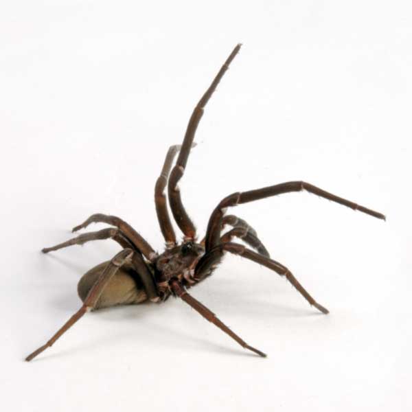 Southern house spider identification in ﻿Covington, LA - Ja-Roy Pest Control