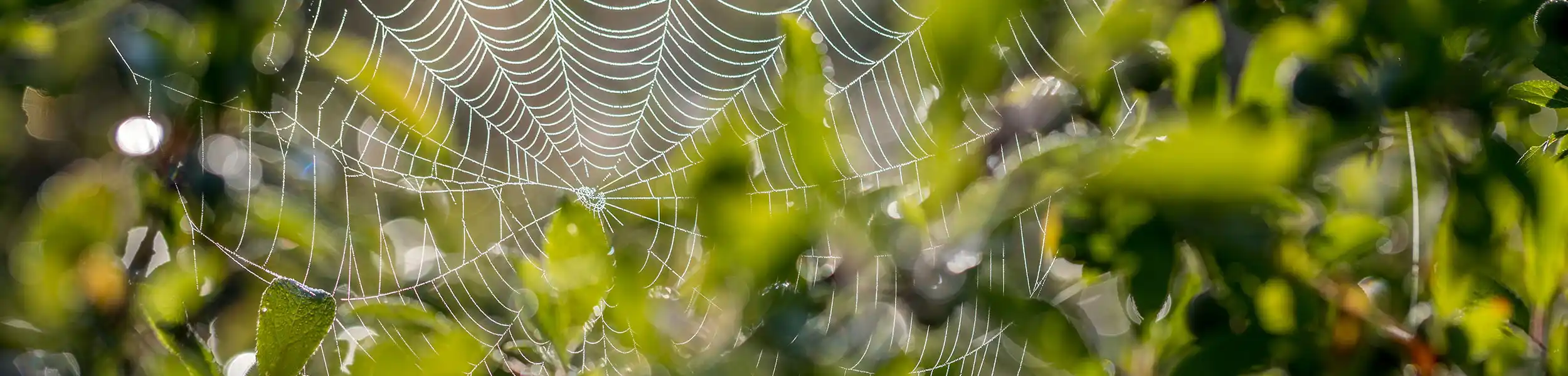 Spider web in a tree - Ja-Roy Pest Control serving Baton Rouge & Covington