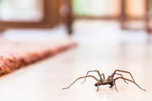 spider extermination services to control spider infestations inside homes