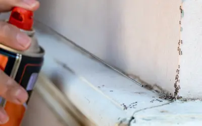 Do Ant Sprays Actually Keep Ants Away? in your area