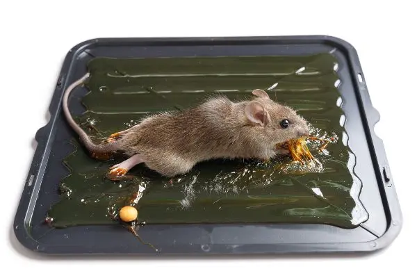 A small rodent in a glue trap - Keep rodents away from your home with Ja-Roy Pest Control in Louisiana