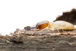 termite treatment and extermination service