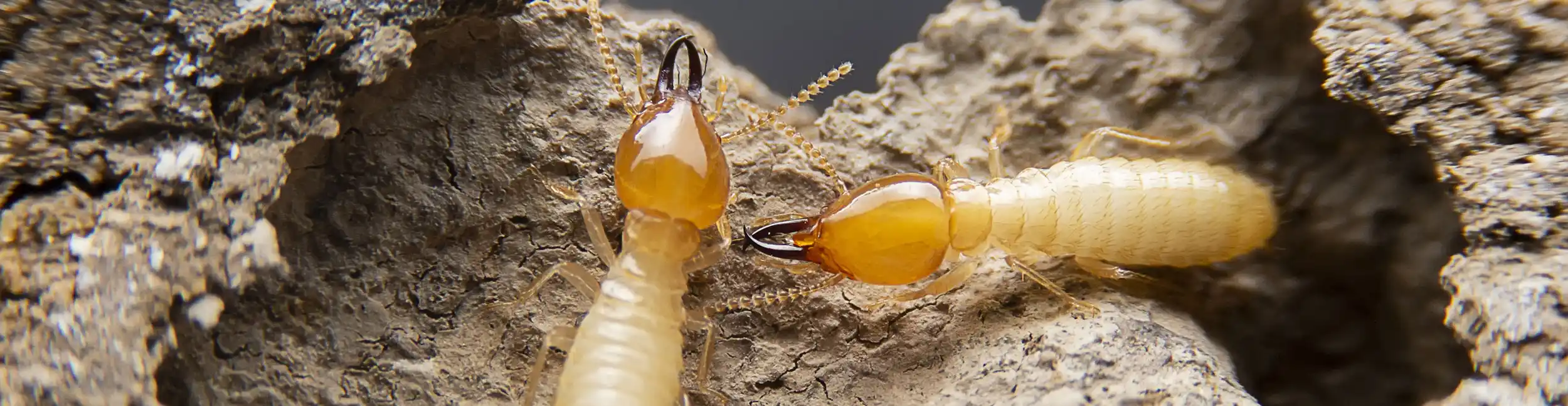 Closeup of termites crawling over damaged wood - Ja-Roy Pest Control serving Baton Rouge & Covington