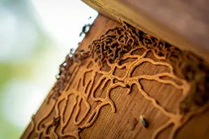 Termite mud tubes along the width of a wooden log