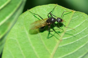 Termites or Flying Ants: What’s the Difference? in Covington, LA; Ja-Roy Pest Control