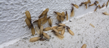 Termites are a common household pest in Louisiana - Ja-Roy Pest Control