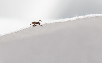 Tick in the winter in Covington LA - Ja-Roy Pest Control