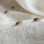 Ticks crawling across a white cloth inside a residential home ready for Ja-Roy's protection.